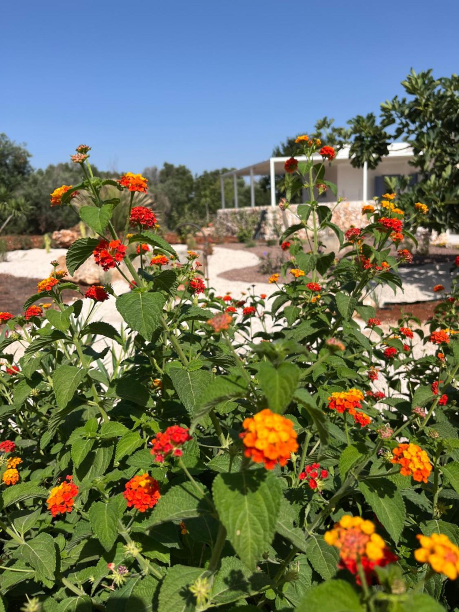 I Trulli Di Alice Villa เชจลีเมสซาปิกา ภายนอก รูปภาพ